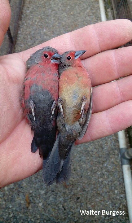 African (Blue-billed) Firefinch
