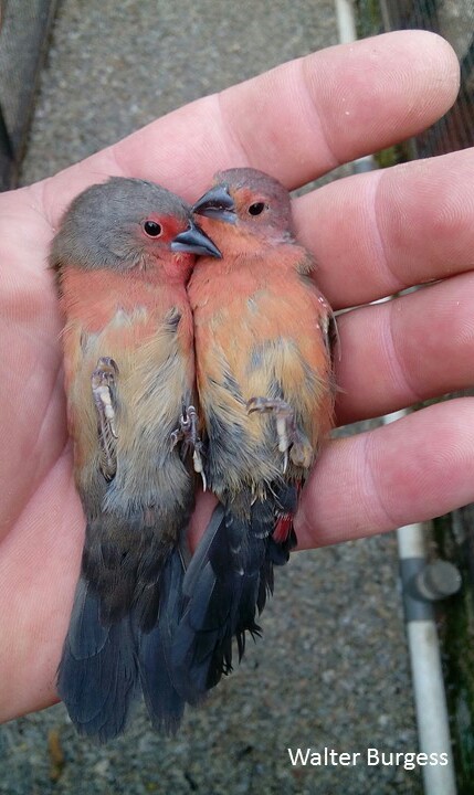 African (Blue-billed) Firefinch
