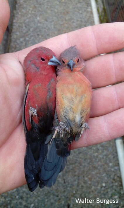 African (Blue-billed) Firefinch