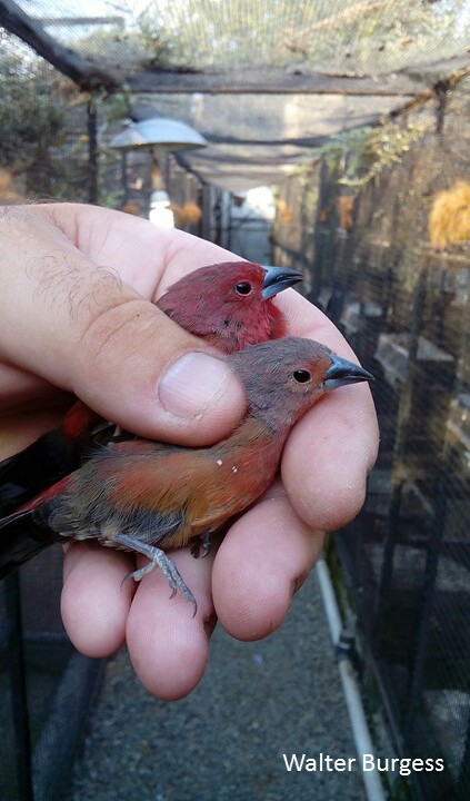 African (Blue-billed) Firefinch
