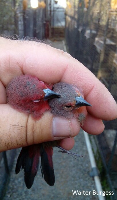 African (Blue-billed) Firefinch