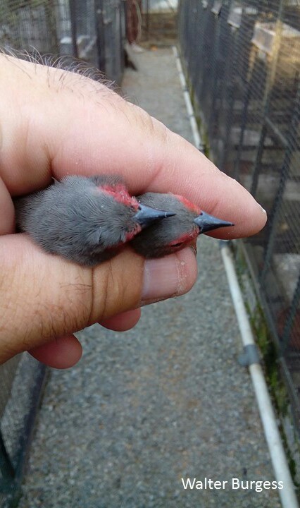 African (Blue-billed) Firefinch