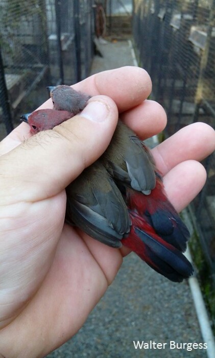 African (Blue-billed) Firefinch