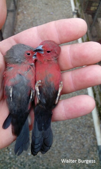 African (Blue-billed) Firefinch