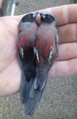 Black-cheeked Waxbill