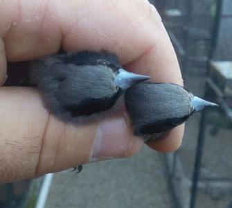 Black-cheeked Waxbill
