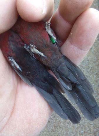 Black-cheeked Waxbill