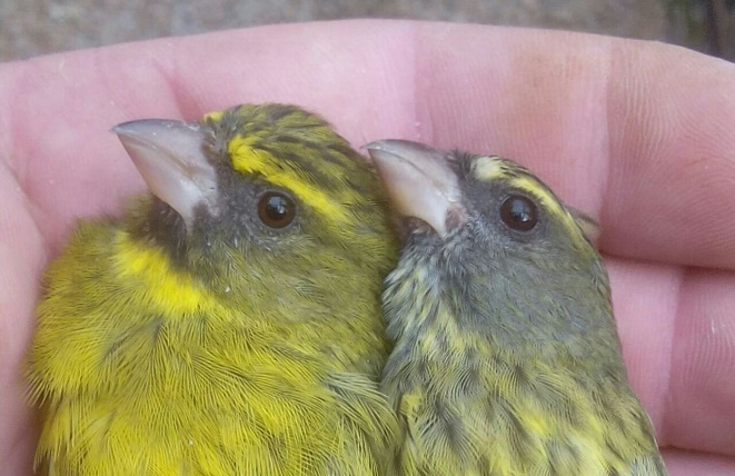 Serinus scotops - Forest Canary