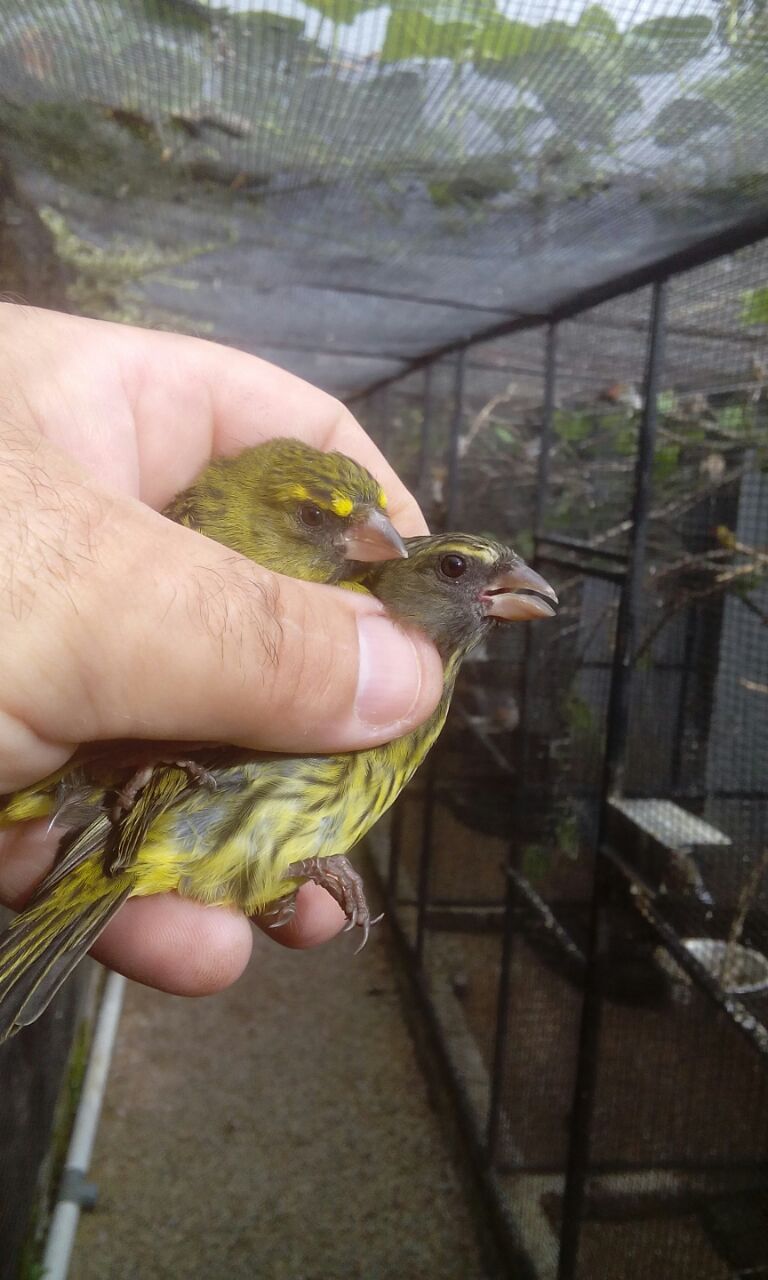 Serinus scotops - Forest Canary