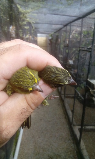 Serinus scotops - Forest Canary