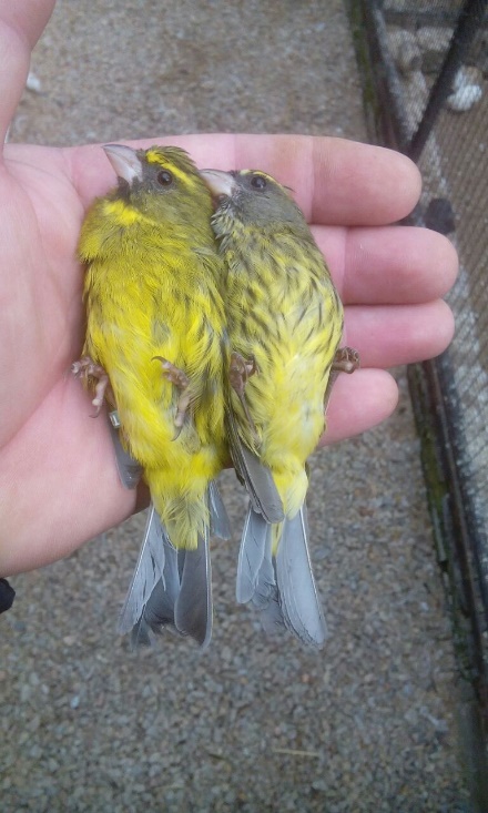 Serinus scotops - Forest Canary