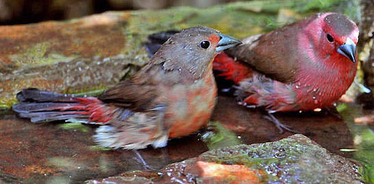 Jameson's Firefinch