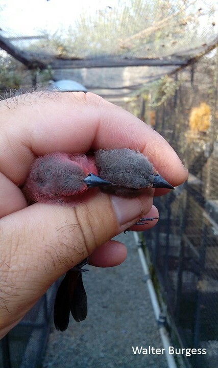 Jameson's Firefinch