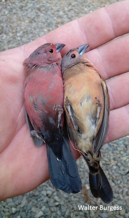 Jameson's Firefinch