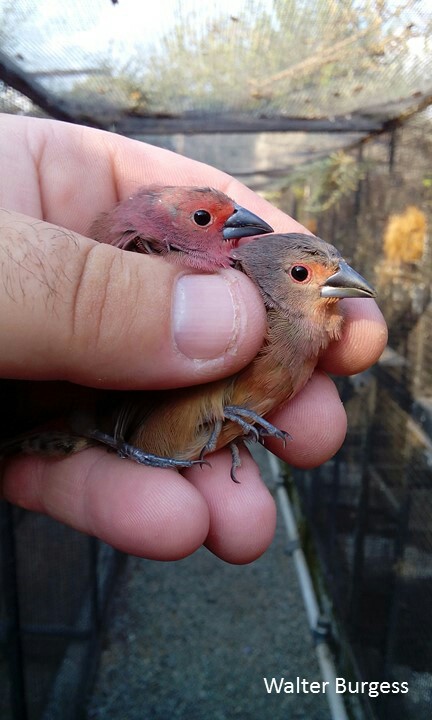 Jameson's Firefinch