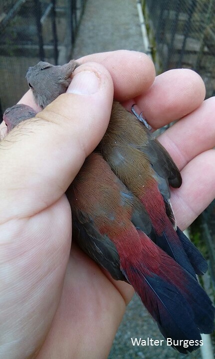 Jameson's Firefinch