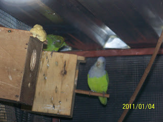Madagascar Lovebird (Agapornis Cana)