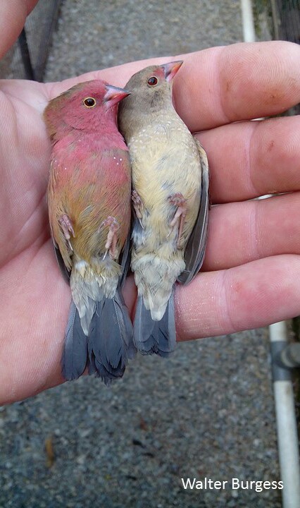 Red-billed Firefinch