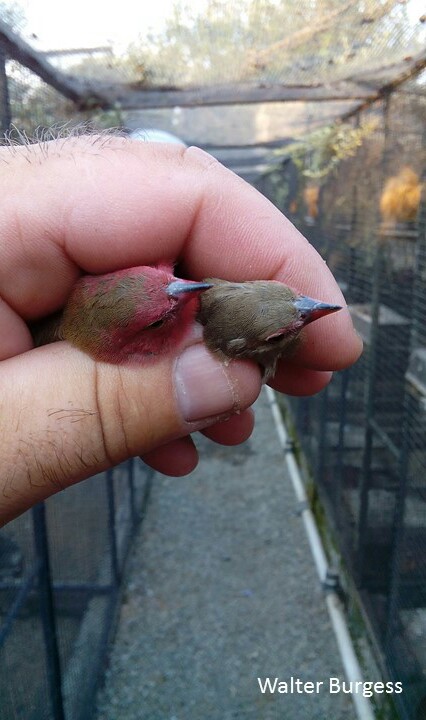 Red-billed Firefinch