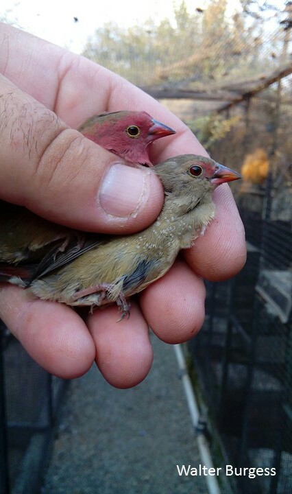 Red-billed Firefinch