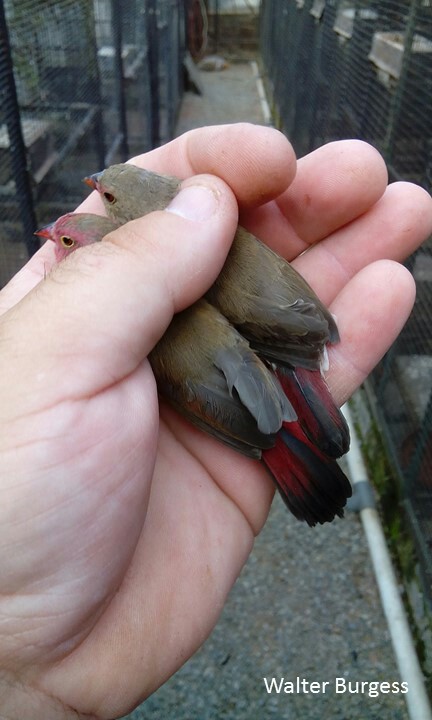 Red-billed Firefinch