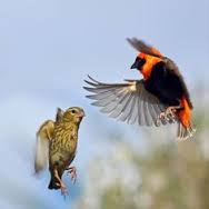 Red Bishop