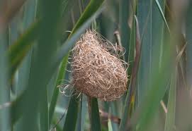 Red Bishop Nest