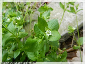 Chickweed