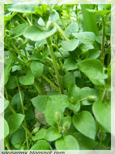 Chickweed