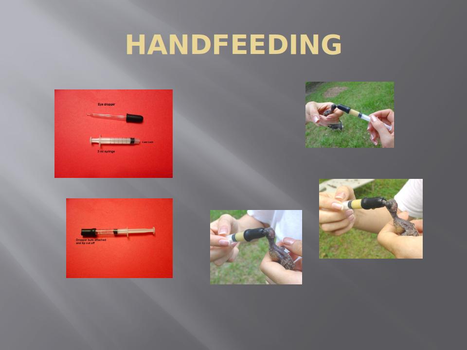 AvianFirstAidAndHealthCare