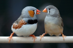 Sexing Birds