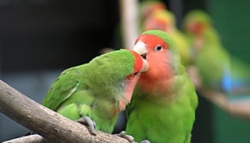 Breeding Information