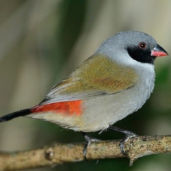 Finches