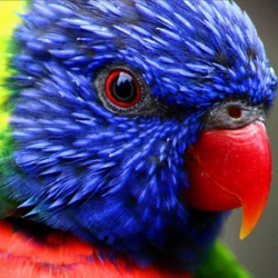 Parrots