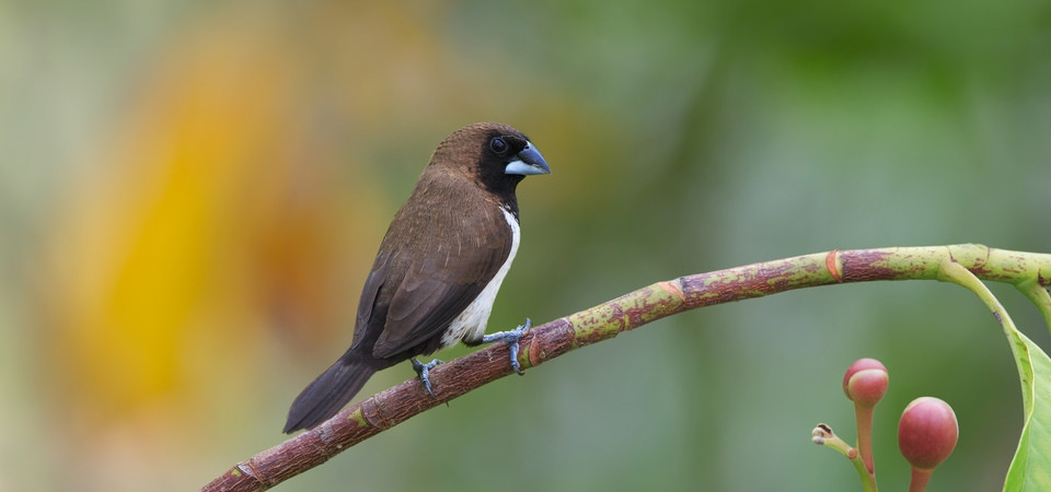006 Javan Munia