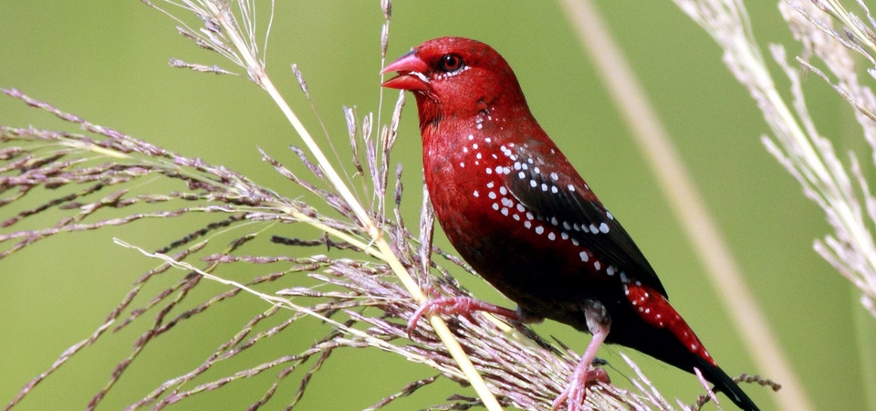 015 Red Avadavat