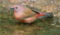 051 Jameson's Firefinch