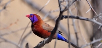 032 Violet-eared Waxbill