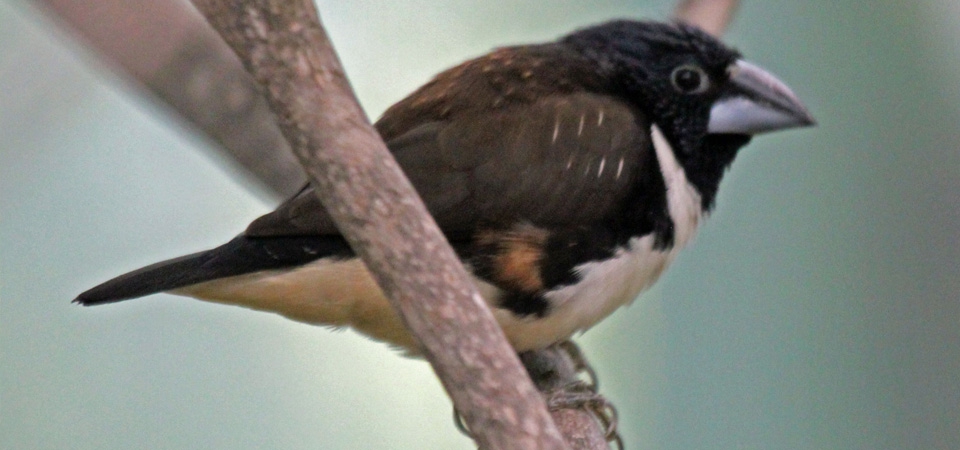 008 Magpie Mannikin