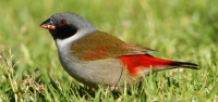 017 Swee Waxbill