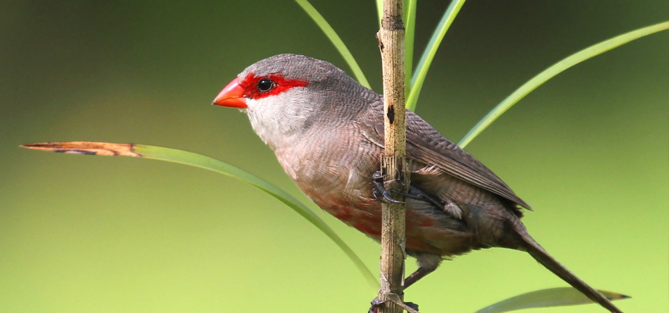 021 Common Waxbill