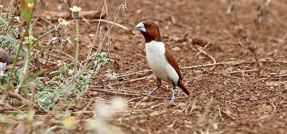 002 Five-coloured Mannikin