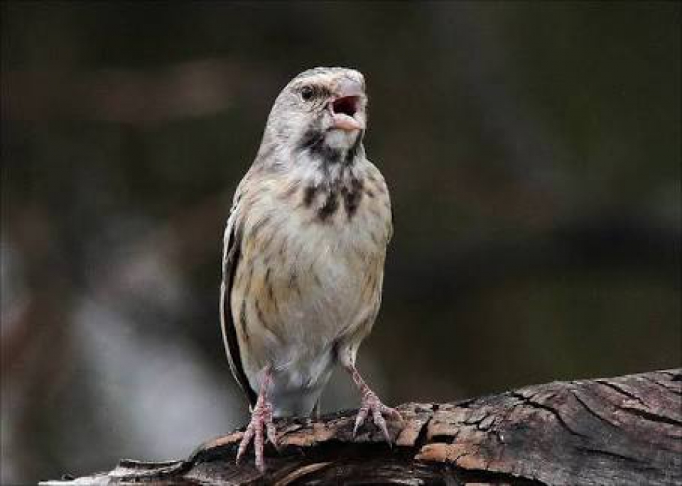038 Black-throated Canary