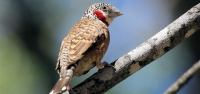 013 Cut-throat Finch