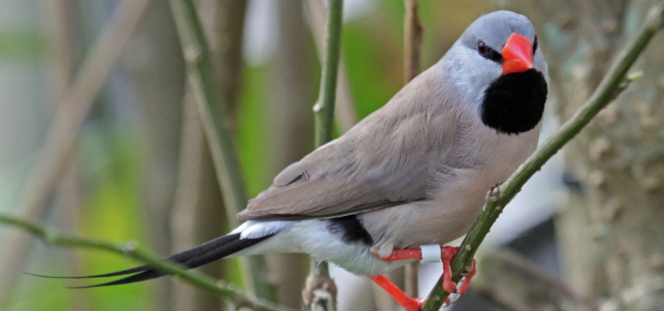 036 Long-tailed Grassfinch