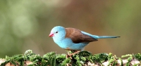 029 Blue-capped Waxbill