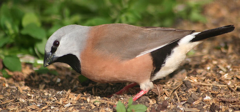 037 Parson's Finch