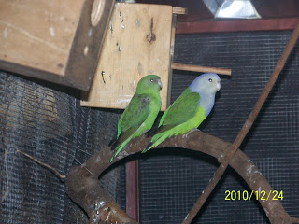 Madagascar Lovebird