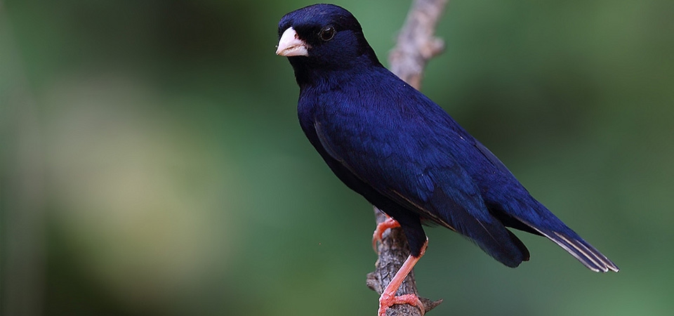 Indigo Birds