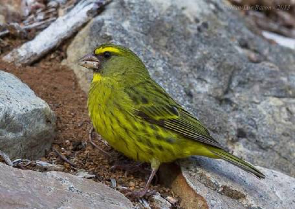 Serinus scotops - Forest Canary